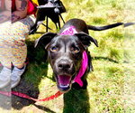 Small #21 Labrador Retriever Mix