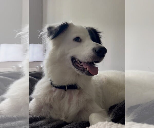 Medium Photo #2 Aussie Pyrenees Puppy For Sale in Houston, TX, USA