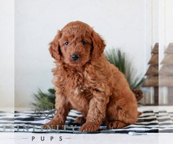 Medium Photo #2 Goldendoodle (Miniature) Puppy For Sale in LITITZ, PA, USA