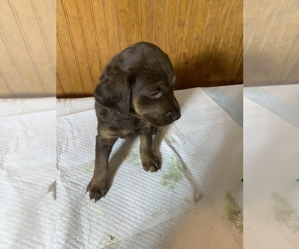 Medium Photo #16 Labradoodle Puppy For Sale in DEEPWATER, MO, USA