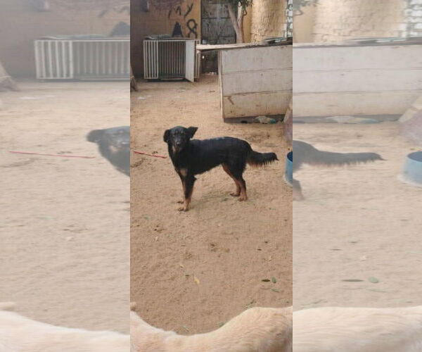 Medium Photo #2 German Shepherd Dog-Unknown Mix Puppy For Sale in NYC, NY, USA