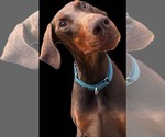 Small #5 Doberman Pinscher