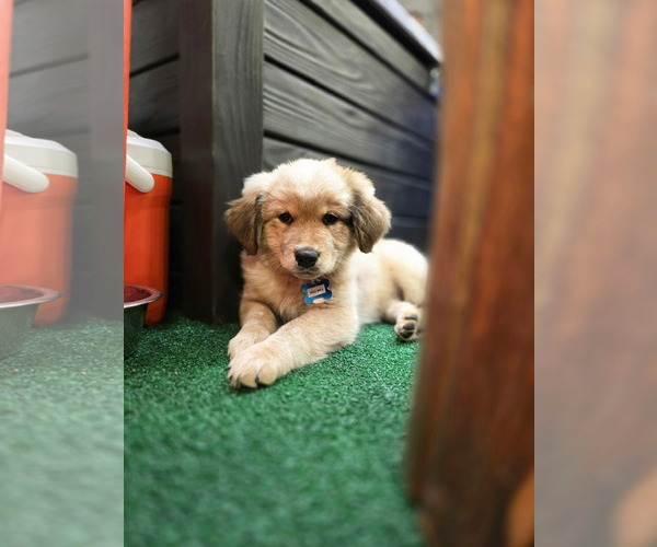 Medium Photo #7 Great Pyrenees-Unknown Mix Puppy For Sale in Minneapolis, MN, USA