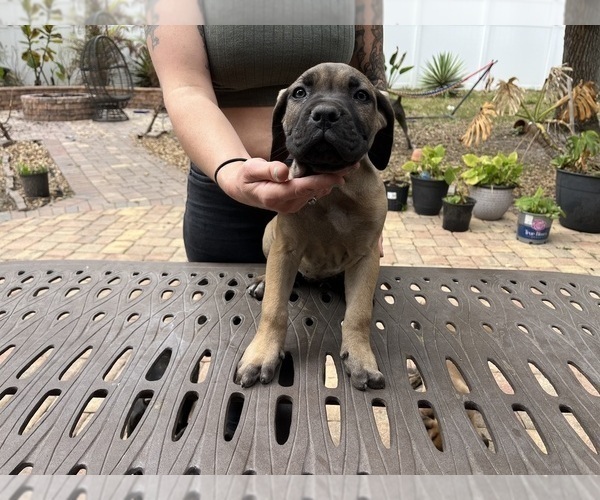 Medium Photo #14 Cane Corso Puppy For Sale in LAND O LAKES, FL, USA