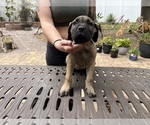 Small Photo #14 Cane Corso Puppy For Sale in LAND O LAKES, FL, USA