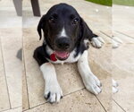 Small Labrador Retriever Mix