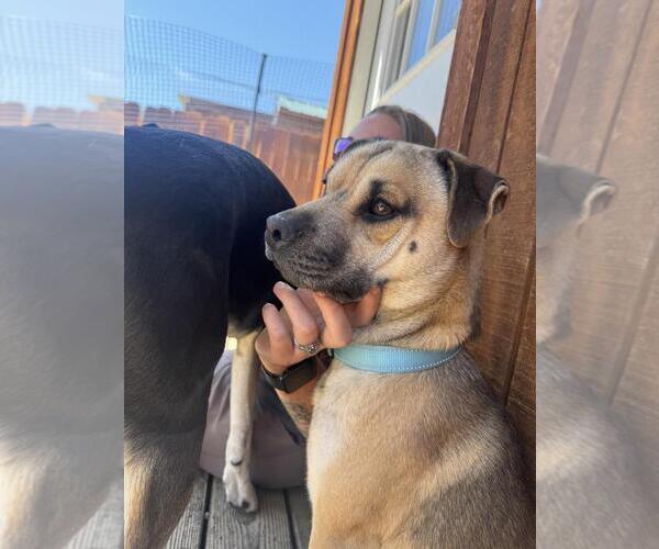 Medium Photo #3 Border Collie-Pug Mix Puppy For Sale in Incline Village, NV, USA