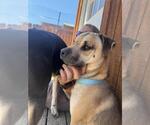 Small #2 Border Collie-Pug Mix