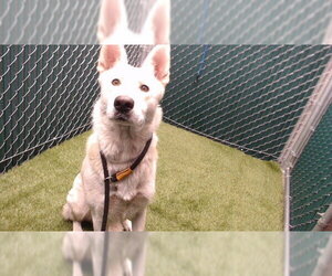 German Shepherd Dog Dogs for adoption in Downey, CA, USA