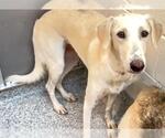 Small #1 Saluki Mix