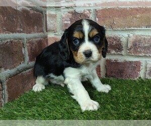 Cavalier King Charles Spaniel Puppy for sale in MOBERLY, MO, USA
