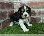 Small Cavalier King Charles Spaniel