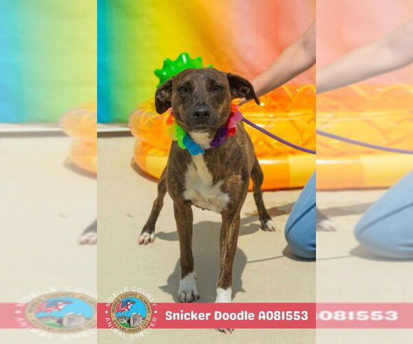 Medium Photo #2 Mutt Puppy For Sale in Mobile, AL, USA