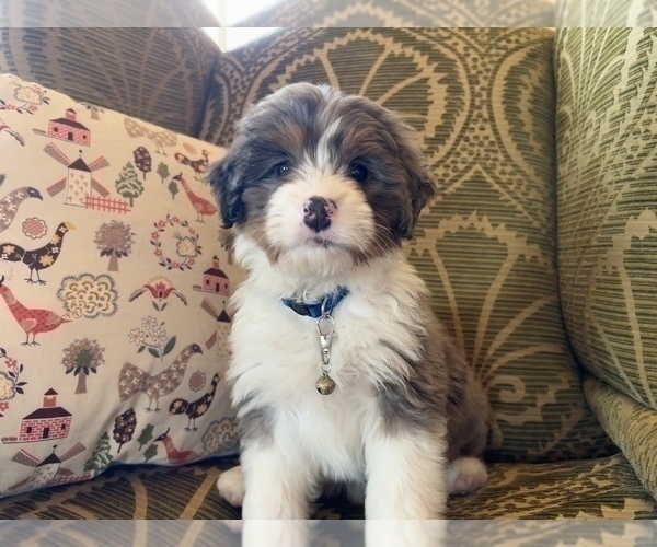 Medium Photo #6 Bernedoodle (Miniature) Puppy For Sale in LAWRENCE, MI, USA