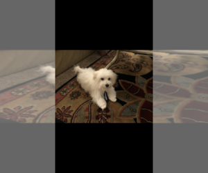 Maltese Puppy for sale in THOUSAND OAKS, CA, USA