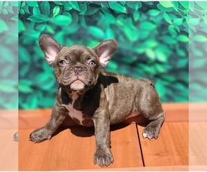 French Bulldog Puppy for Sale in LOS ANGELES, California USA