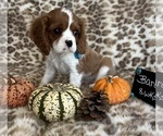 Small #2 Cavalier King Charles Spaniel