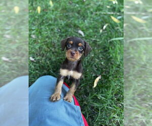 Chihuahua-Unknown Mix Dogs for adoption in Plainfield, IL, USA