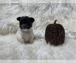 Small Photo #35 Shiranian Puppy For Sale in HAYWARD, CA, USA