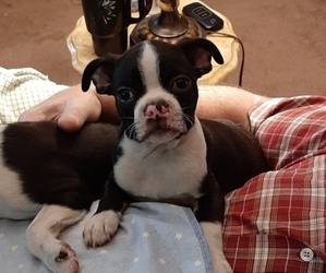 Boston Terrier Puppy for sale in ABILENE, TX, USA