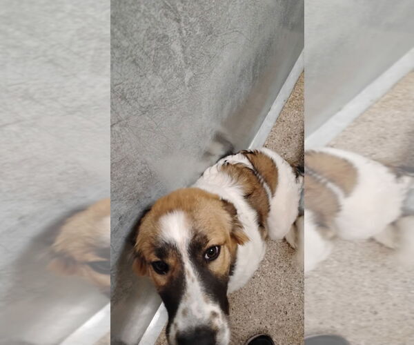 Medium Photo #1 Anatolian Shepherd Puppy For Sale in Great Bend, KS, USA