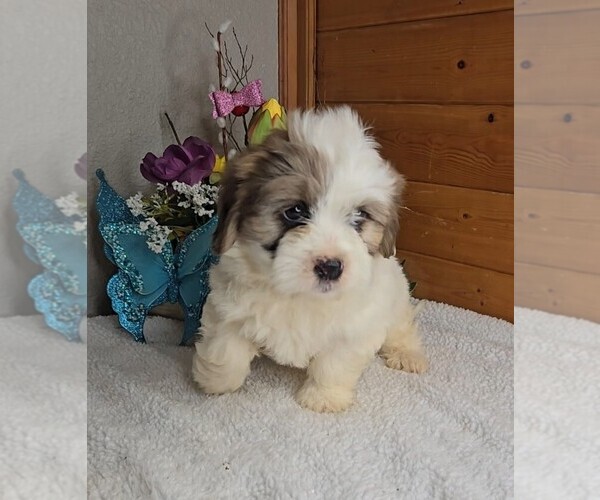 Medium Photo #10 Peke-A-Poo Puppy For Sale in JASONVILLE, IN, USA