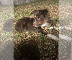 Australian Shepherd Dogs for adoption in Lake Elsinore, CA, USA