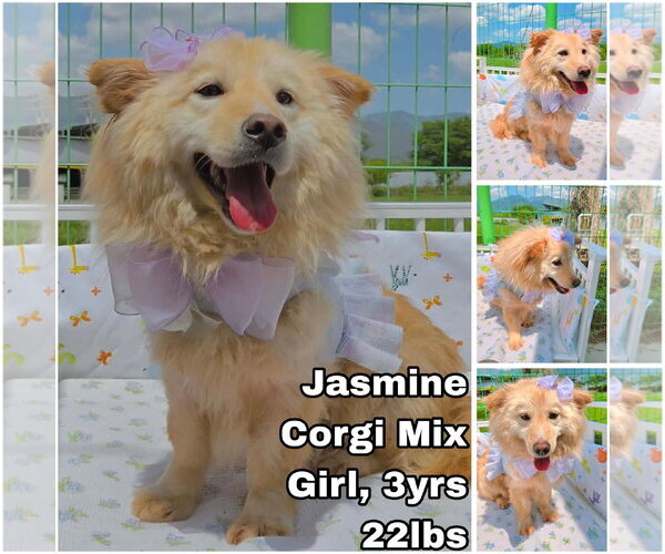 Medium Photo #1 Mutt Puppy For Sale in Seattle, WA, USA