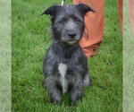 Small #1 Mutt