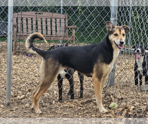 Medium Photo #5 Mutt Puppy For Sale in Bloomingdale, NJ, USA