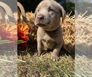 Labrador Retriever Puppy for Sale in NEOLA, West Virginia USA
