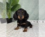 Small #5 Dachshund