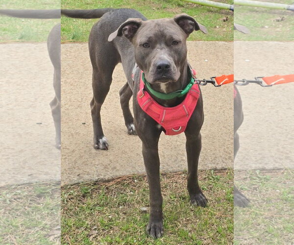 Medium Photo #2 American Pit Bull Terrier-Unknown Mix Puppy For Sale in Alexander, AR, USA