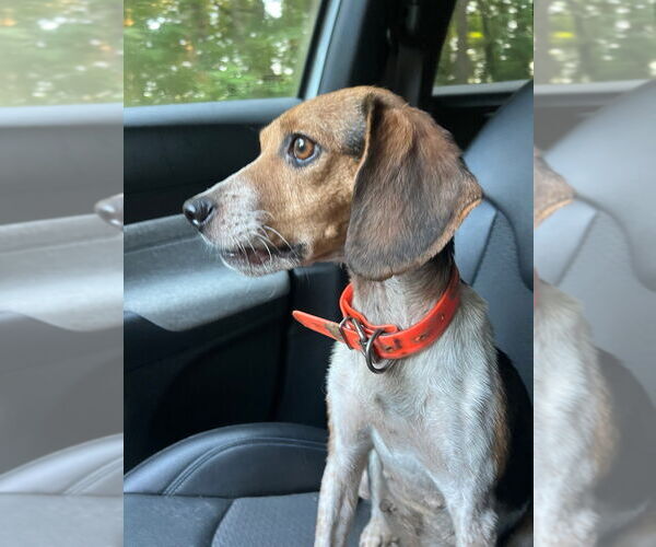 Medium Photo #3 Beagle Puppy For Sale in Cromwell, KY, USA