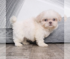 Shih Tzu Puppy for sale in WESTPOINT, IN, USA
