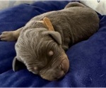 Small Photo #17 Doberman Pinscher Puppy For Sale in MEDFORD, OR, USA