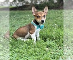 Small Photo #1 Jack Russell Terrier Puppy For Sale in LANCASTER, PA, USA