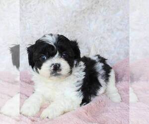 Shih-Poo Puppy for Sale in MERRITT ISLAND, Florida USA