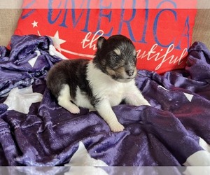 Shetland Sheepdog Puppy for sale in KINGSPORT, TN, USA