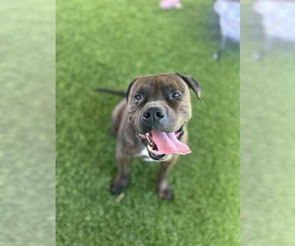 Medium Photo #1 American Pit Bull Terrier Puppy For Sale in Chula Vista, CA, USA