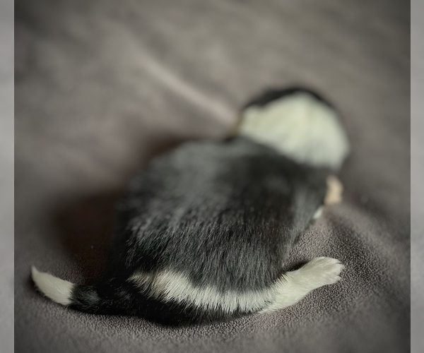 Medium Photo #5 Border Collie-Papillon Mix Puppy For Sale in CULPEPER, VA, USA