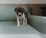 Small Photo #4 Bullboxer Pit Puppy For Sale in OKLAHOMA CITY, OK, USA