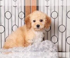 Goldendoodle (Miniature) Puppy for sale in NAPLES, FL, USA