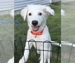 Small #22 Great Pyrenees Mix