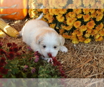 Puppy Skye Mal-Shi