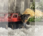 Small #2 Miniature Pinscher