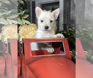 West Highland White Terrier Puppy for sale in CANOGA, NY, USA