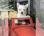 Small West Highland White Terrier