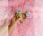 Small #11 Poodle (Toy)