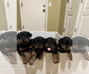 Rottweiler Puppy for sale in SURPRISE, AZ, USA